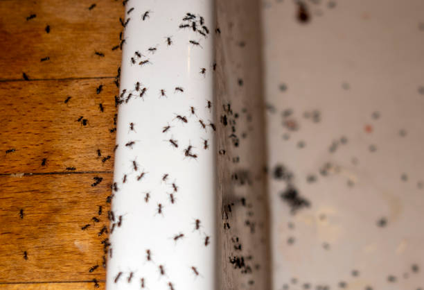 Trusted Central City, NE Pest Control Experts
