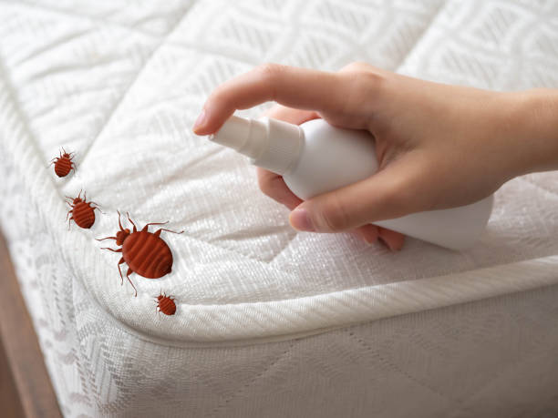 Best Ant Control Services  in Central City, NE