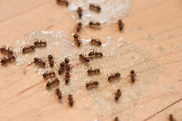 Best Affordable Pest Control Services  in Central City, NE