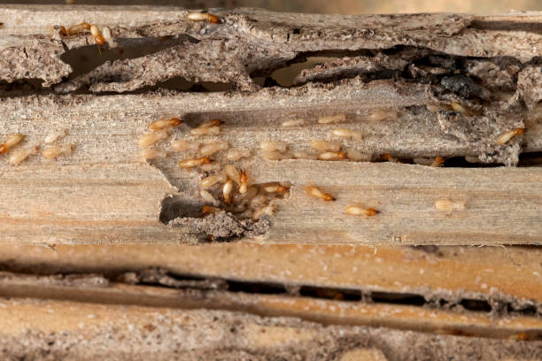 Best Best Pest Control Companies  in Central City, NE